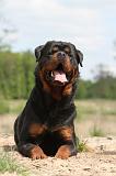 ROTTWEILER 244